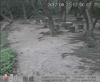 D1效果-樹林白天/夜間視頻監控效果錄像演示